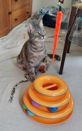 Taylor, an adopted Tabby in Macomb, MI image 2/3
