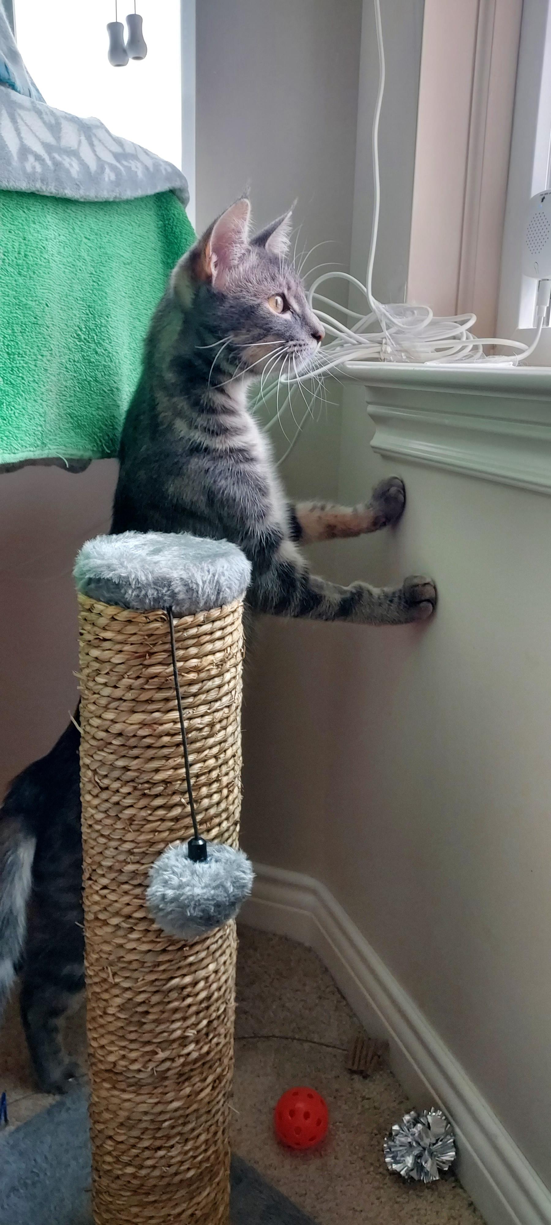 Taylor, an adopted Tabby in Macomb, MI image 3/3