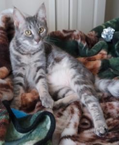 Taylor, an adopted Tabby in Macomb, MI image 1/3