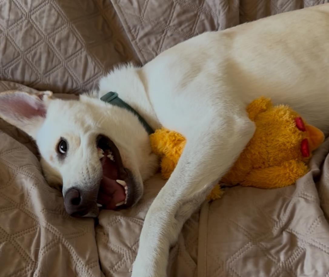 Enlarge Billy, a Adoptable mixed breed in Los Angeles, CA image 4/6