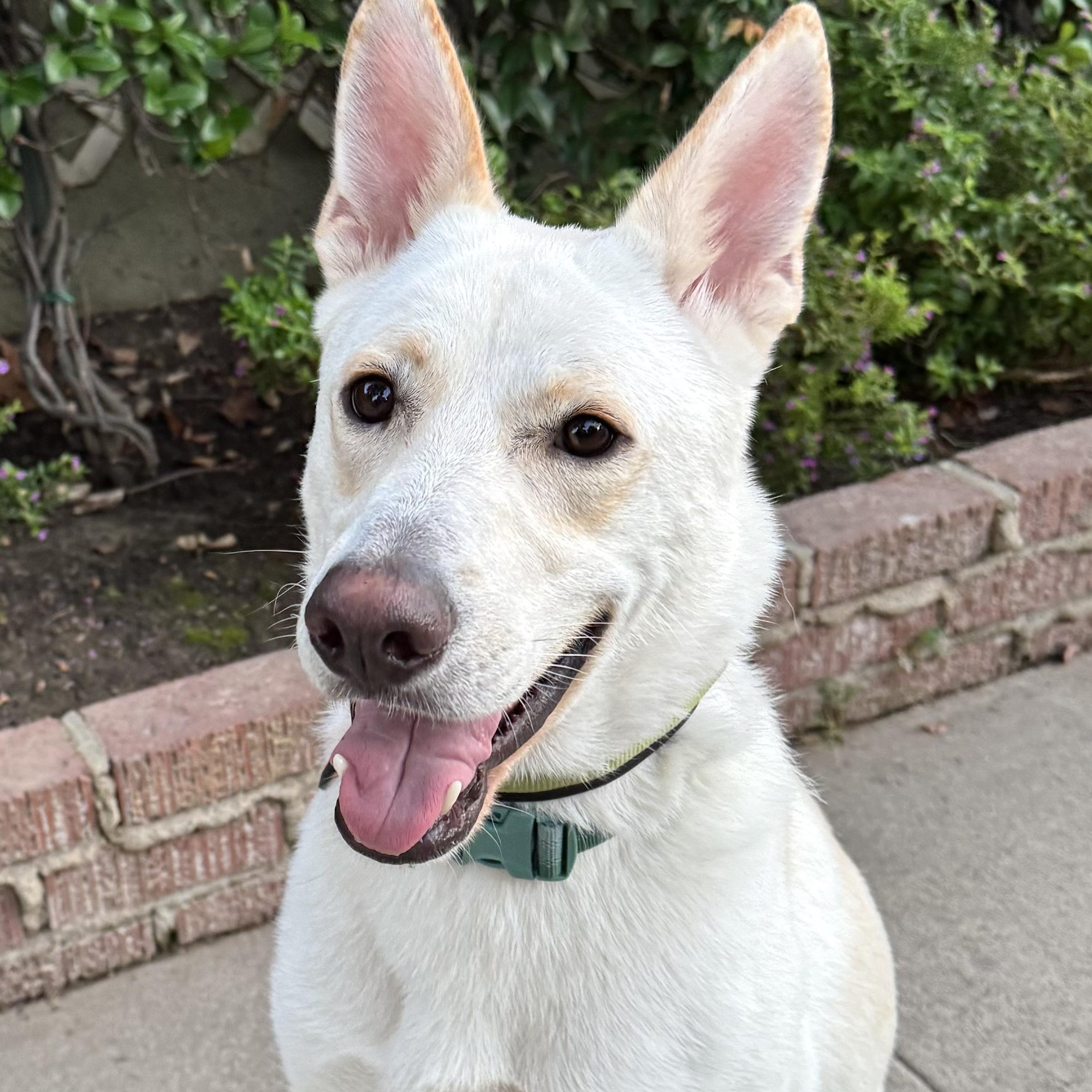 Billy, Adoptable, Young Male Chow Chow.