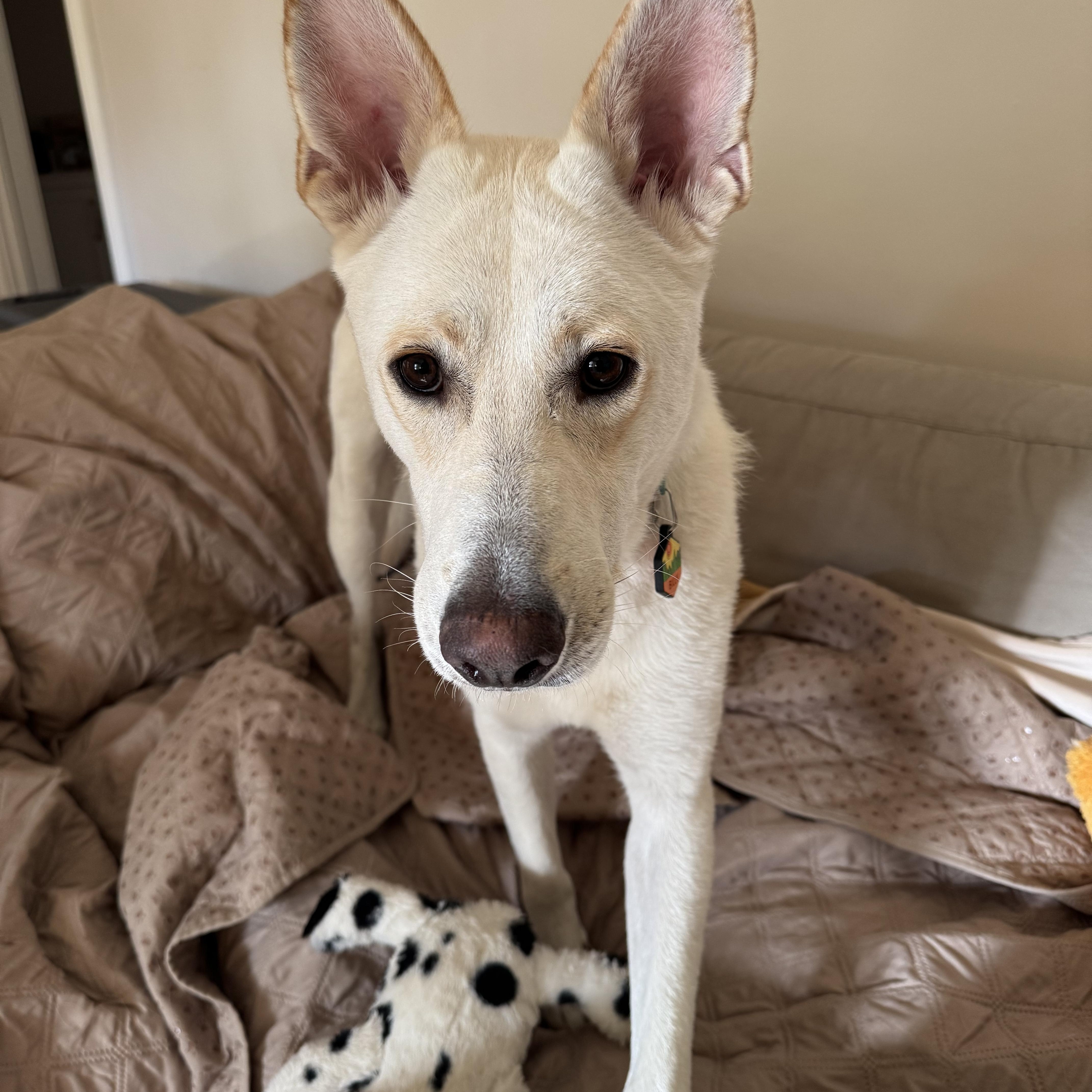 Billy, a Adoptable mixed breed in Los Angeles, CA image 2/5