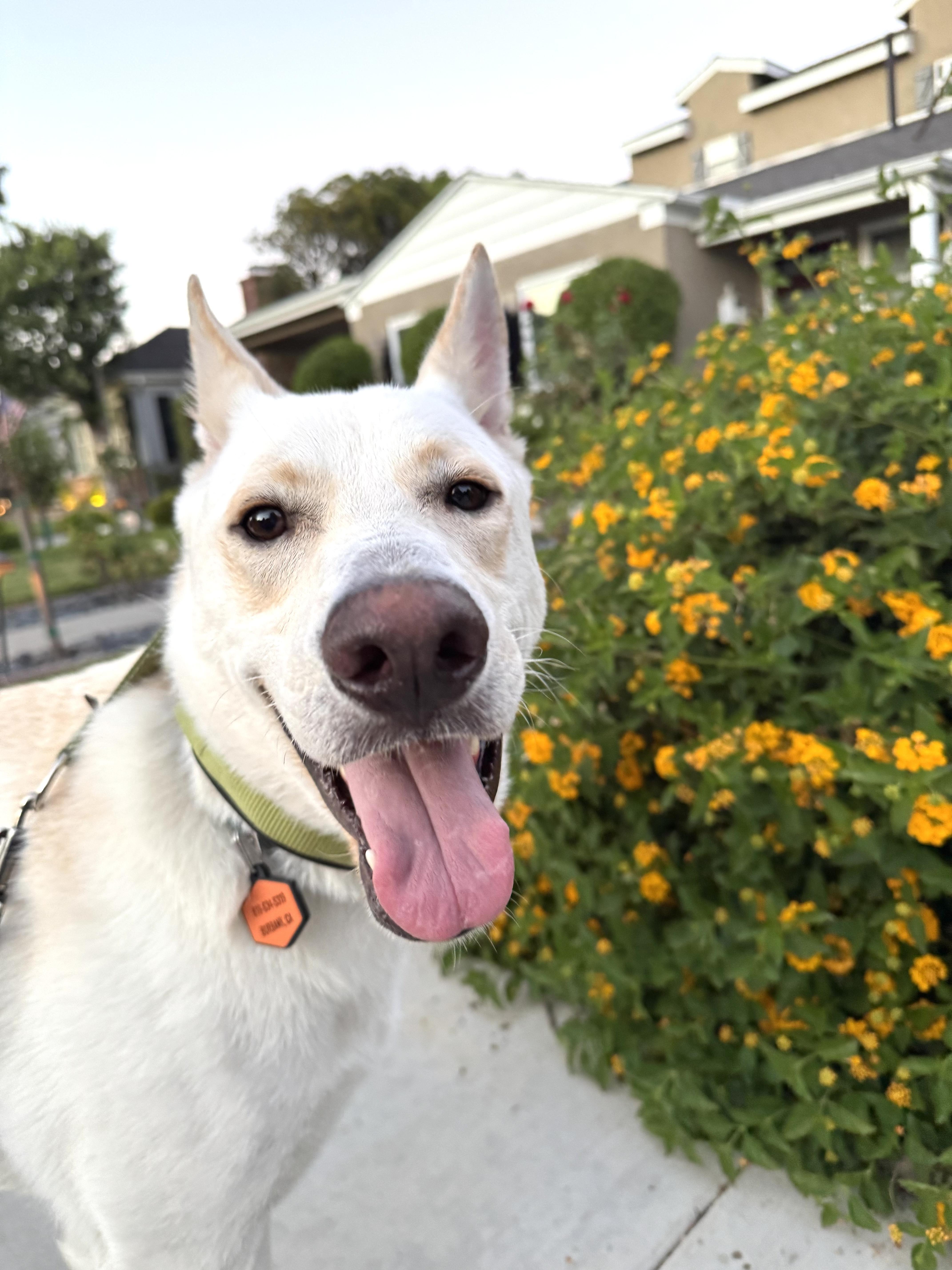 Billy, a Adoptable mixed breed in Los Angeles, CA image 3/5
