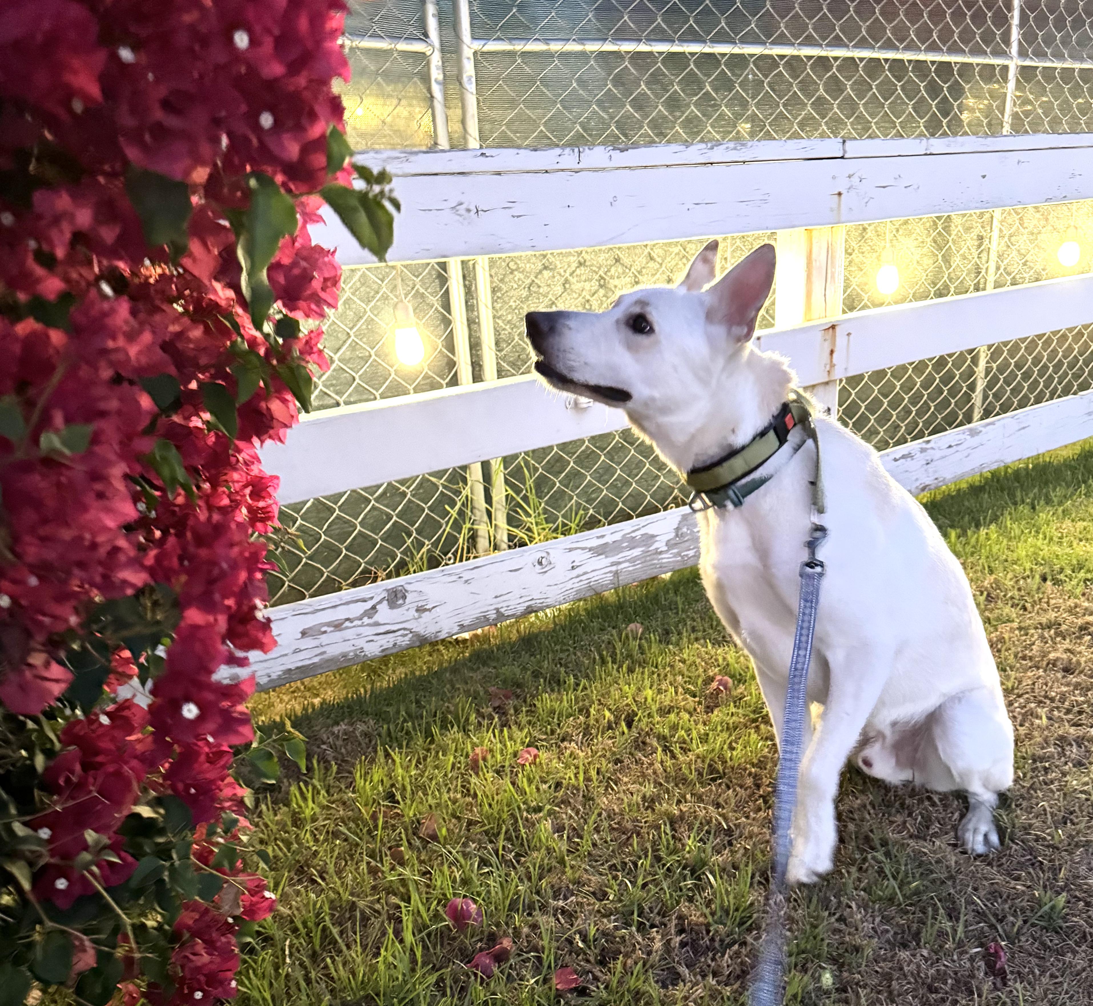 Billy, a Adoptable mixed breed in Los Angeles, CA image 4/5