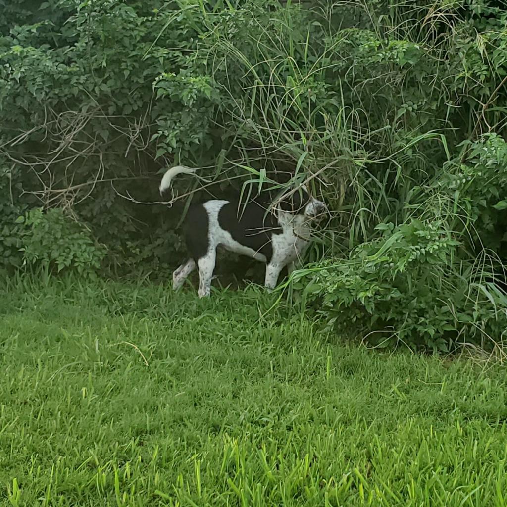 Beano, a Adoptable mixed breed in Houston, TX image 1/6