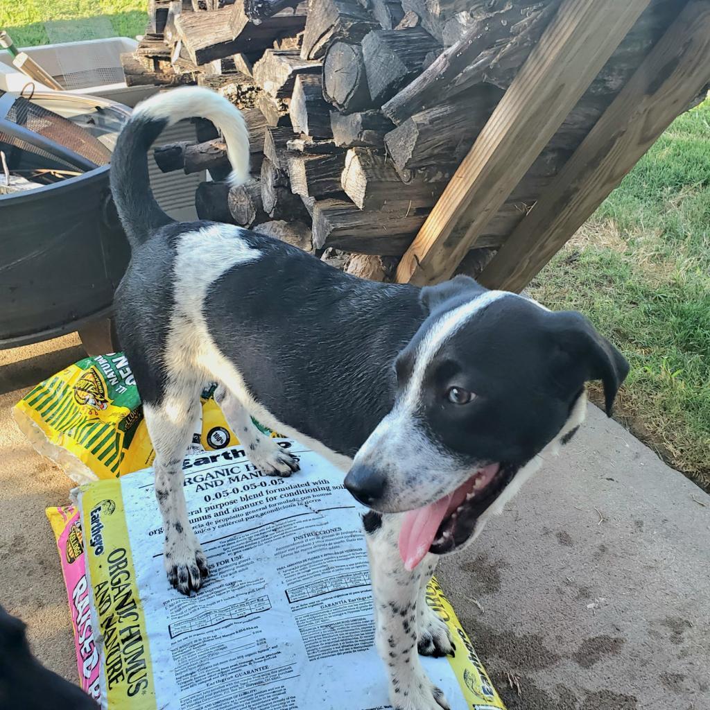 Beano, a Adoptable mixed breed in Houston, TX image 3/6