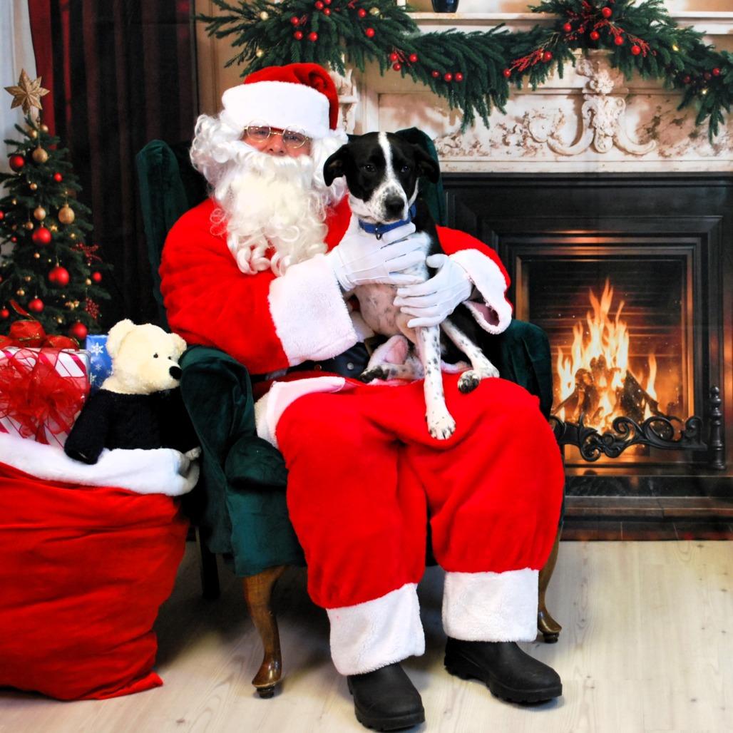 Beano, a Adoptable mixed breed in Houston, TX image 4/6