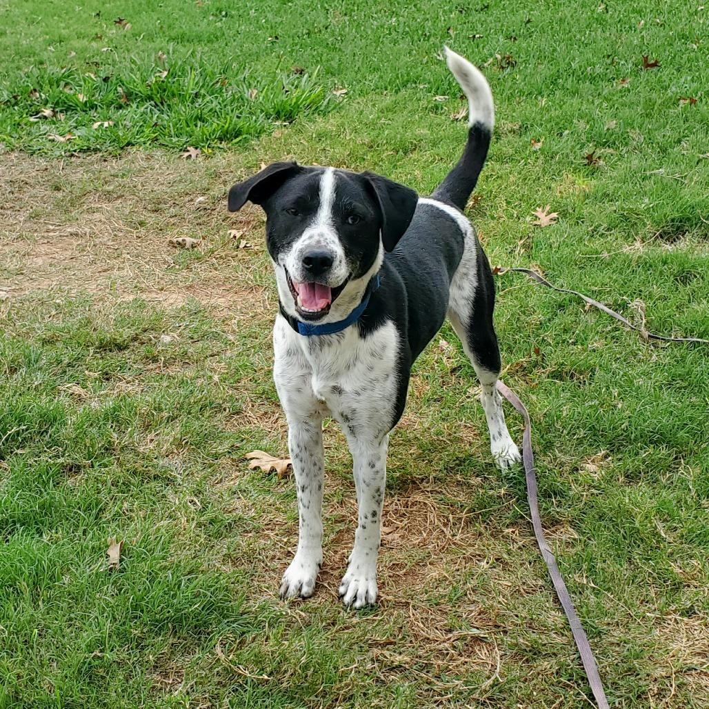 Enlarge Beano, a Adoptable mixed breed in Houston, TX image 4/6