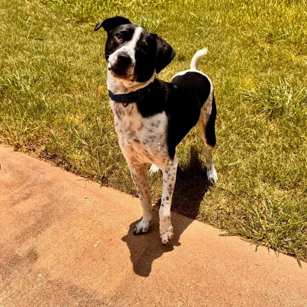 Enlarge Beano, a Adoptable mixed breed in Houston, TX image 4/6