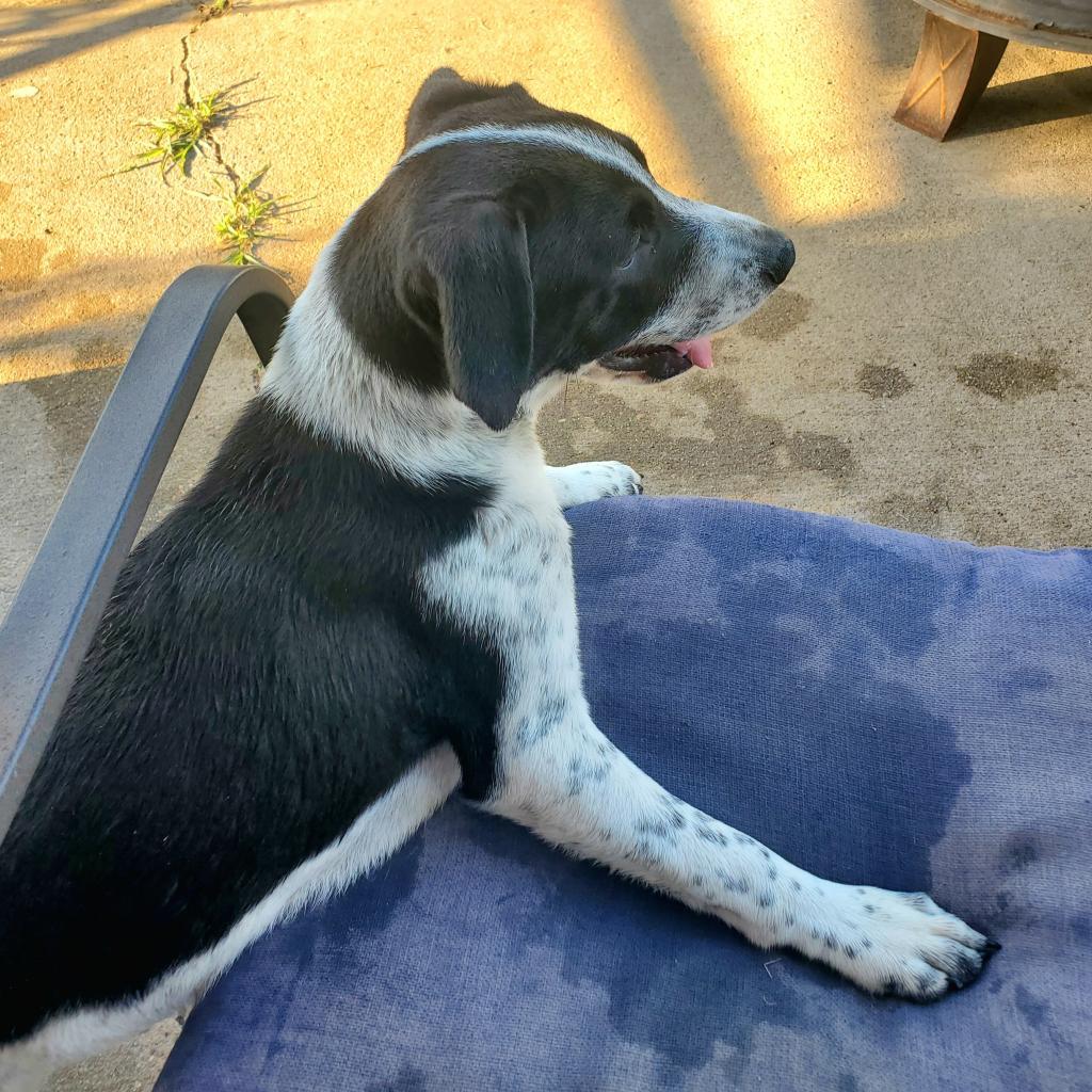 Beano, a Adoptable mixed breed in Houston, TX image 5/6