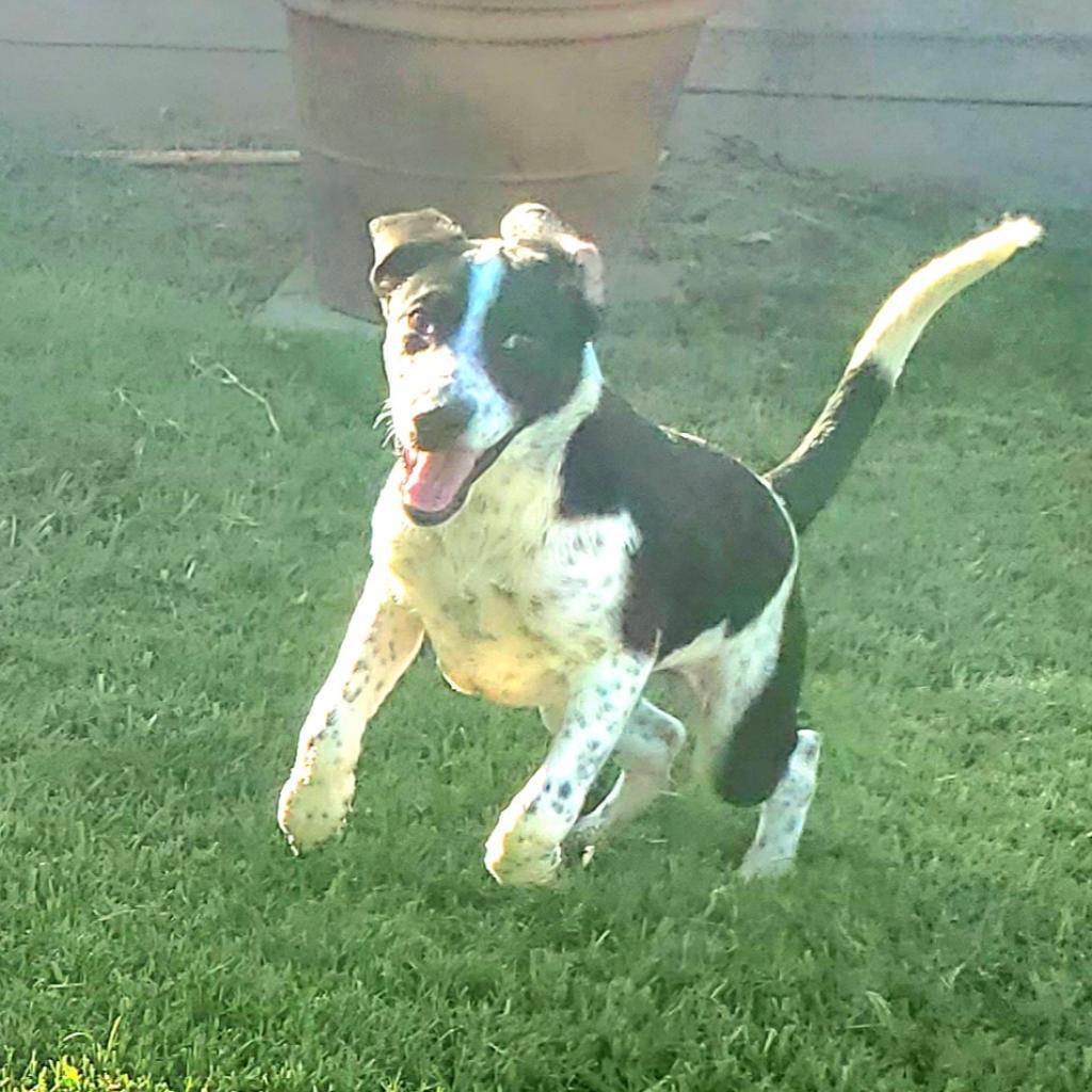 Beano, a Adoptable mixed breed in Houston, TX image 6/6