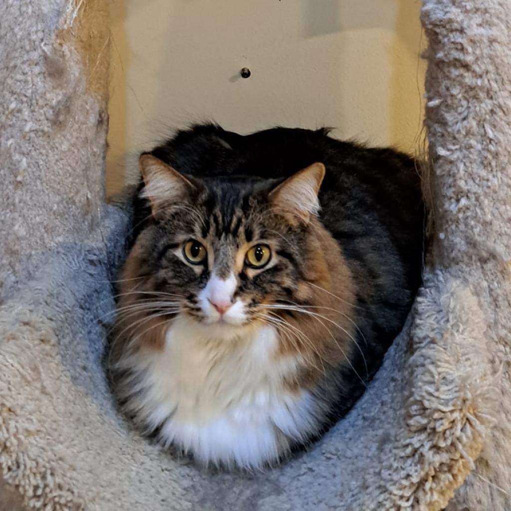 Enlarge Coast, a Adoptable Domestic Short Hair in St. Paul, MN image 1/6