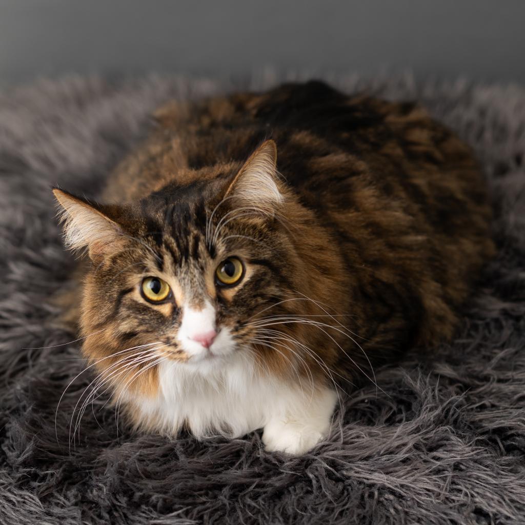 Enlarge Coast, a Adoptable Domestic Short Hair in St. Paul, MN image 2/6
