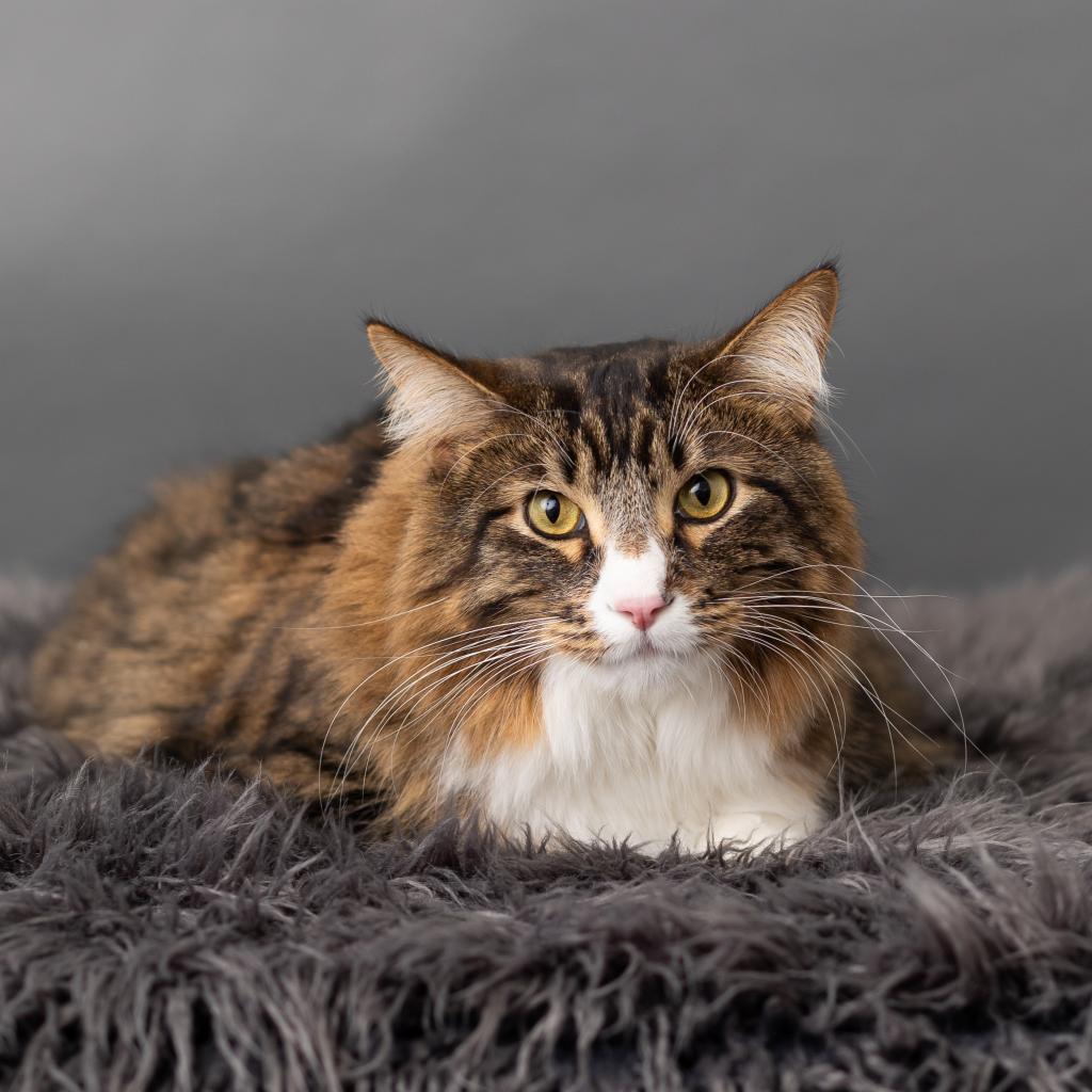 Enlarge Coast, a Adoptable Domestic Short Hair in St. Paul, MN image 3/6