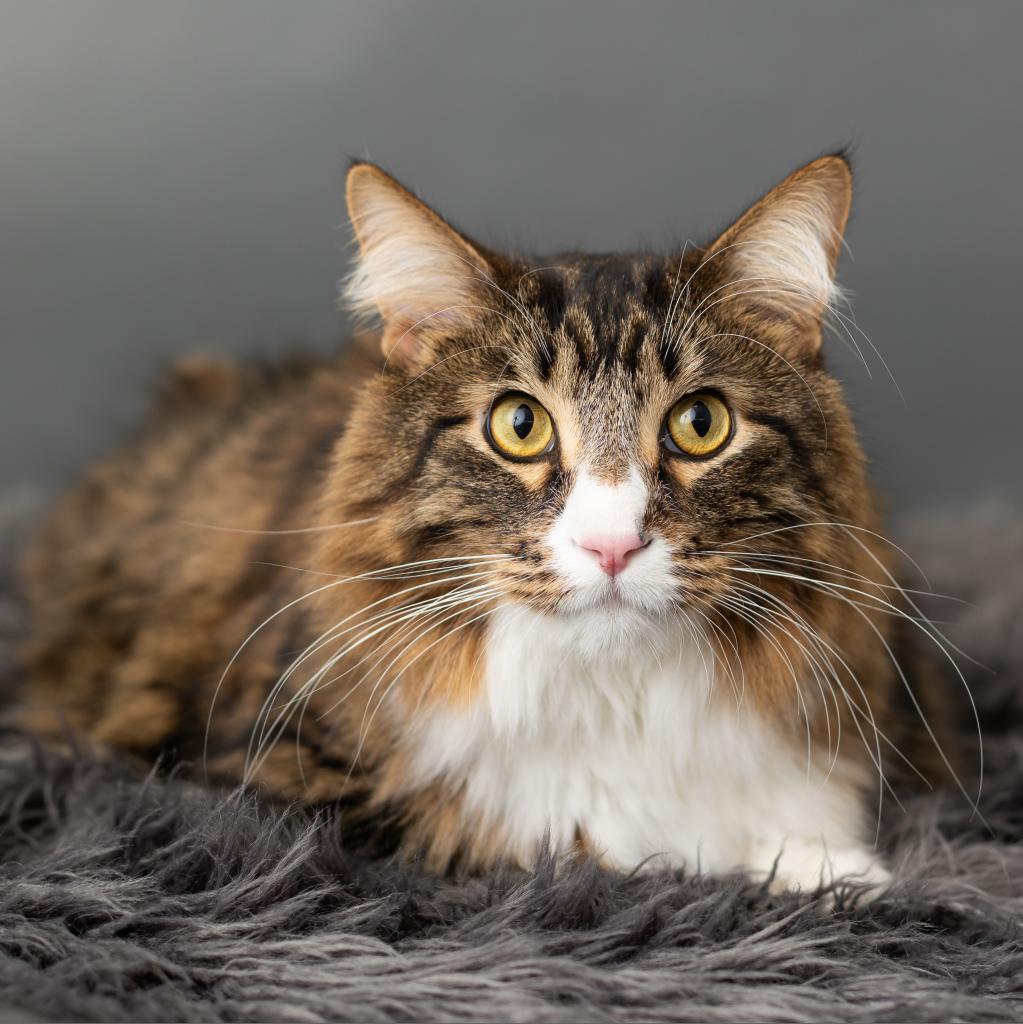 Enlarge Coast, a Adoptable Domestic Short Hair in St. Paul, MN image 5/6