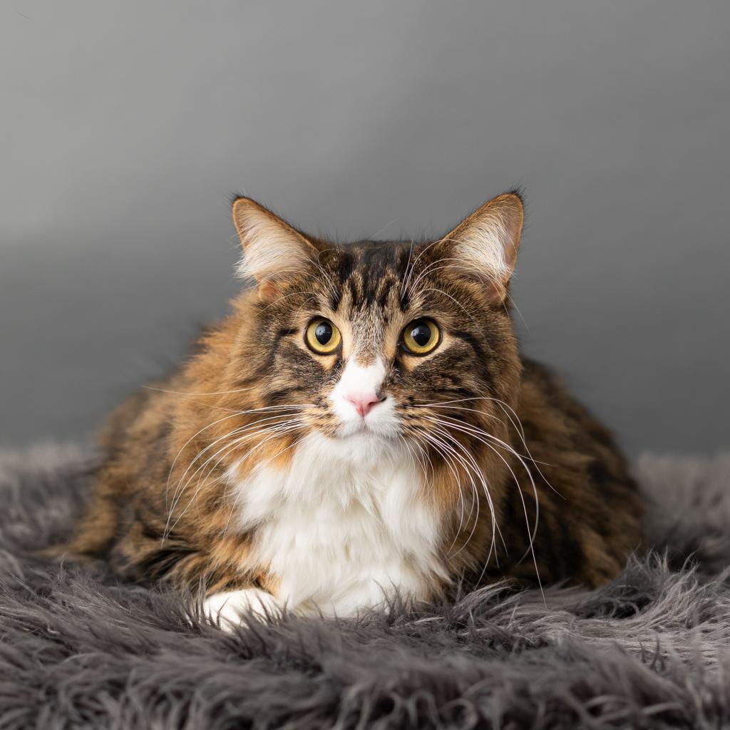 Enlarge Coast, a Adoptable Domestic Short Hair in St. Paul, MN image 6/6