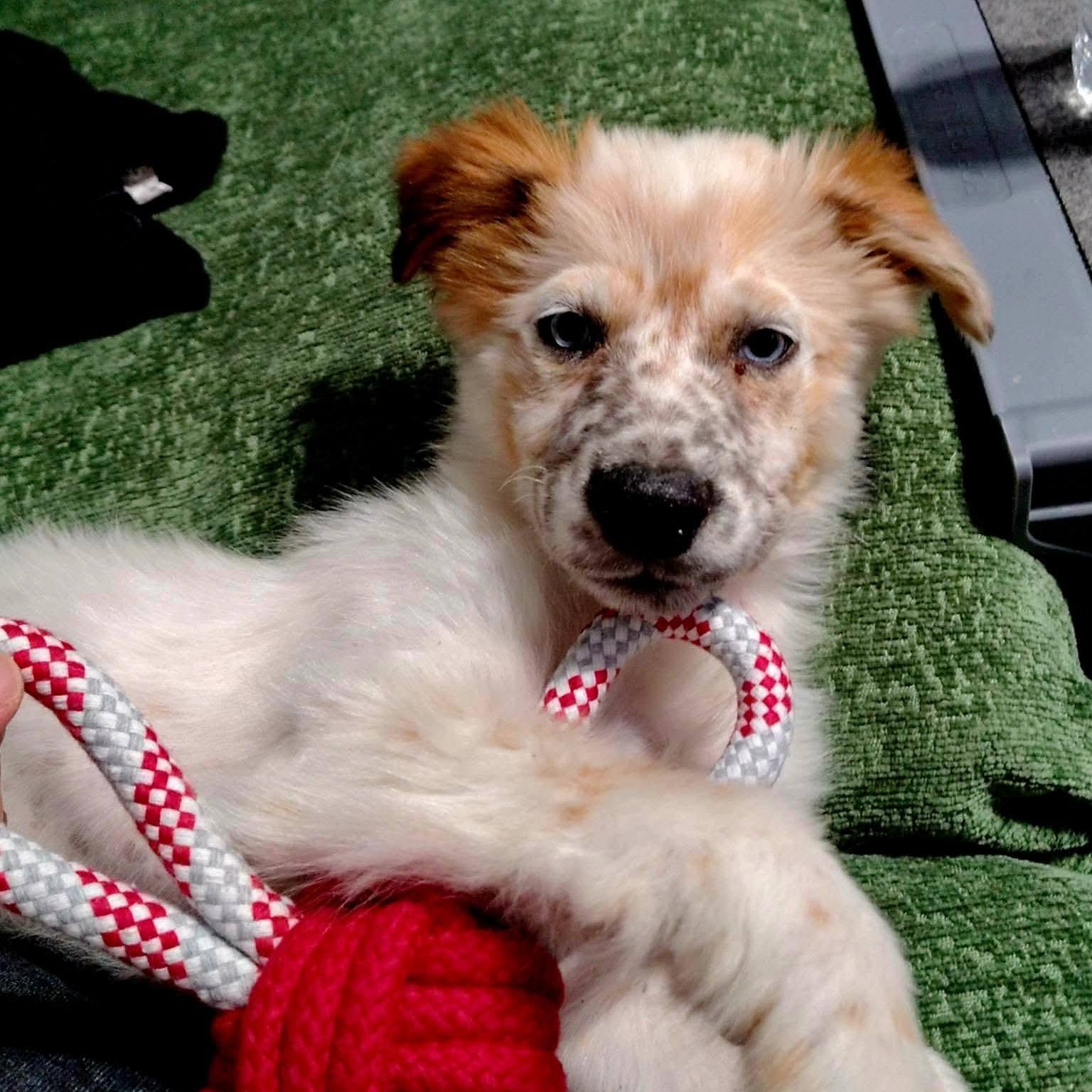 Enlarge Sheila, a ADOPTABLE Australian Shepherd in PLAINFIELD, CT image 2/2