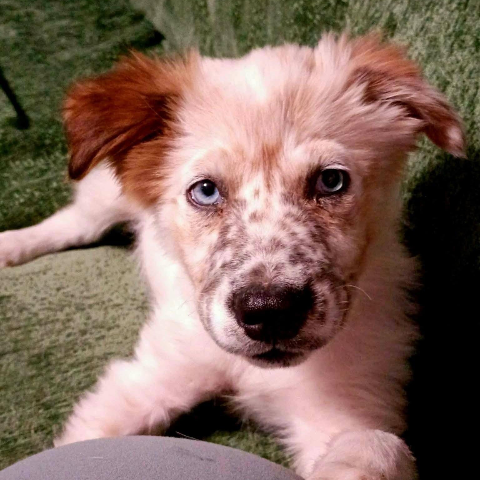 Sheila, ADOPTABLE, Puppy Female Australian Shepherd.