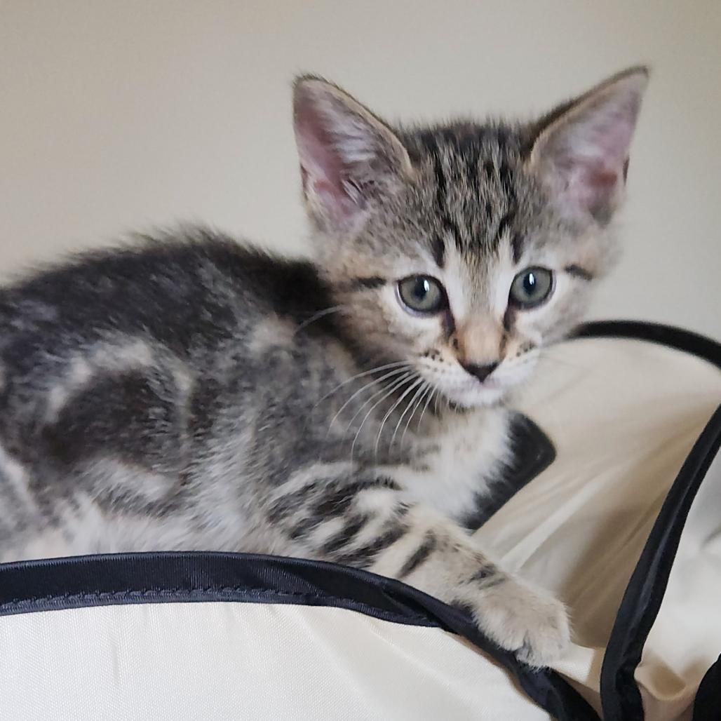 Enlarge Wolverine (Belly-Rub), a Adoptable Domestic Short Hair in Oceanside, NY image 1/1