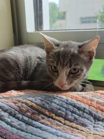 Beast Boy, a Adoptable Domestic Short Hair in Chesapeake, VA image 1/3