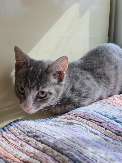 Beast Boy, a Adoptable Domestic Short Hair in Chesapeake, VA image 2/3