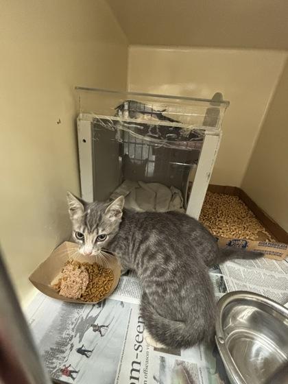 Beast Boy, a Adoptable Domestic Short Hair in Chesapeake, VA image 3/3