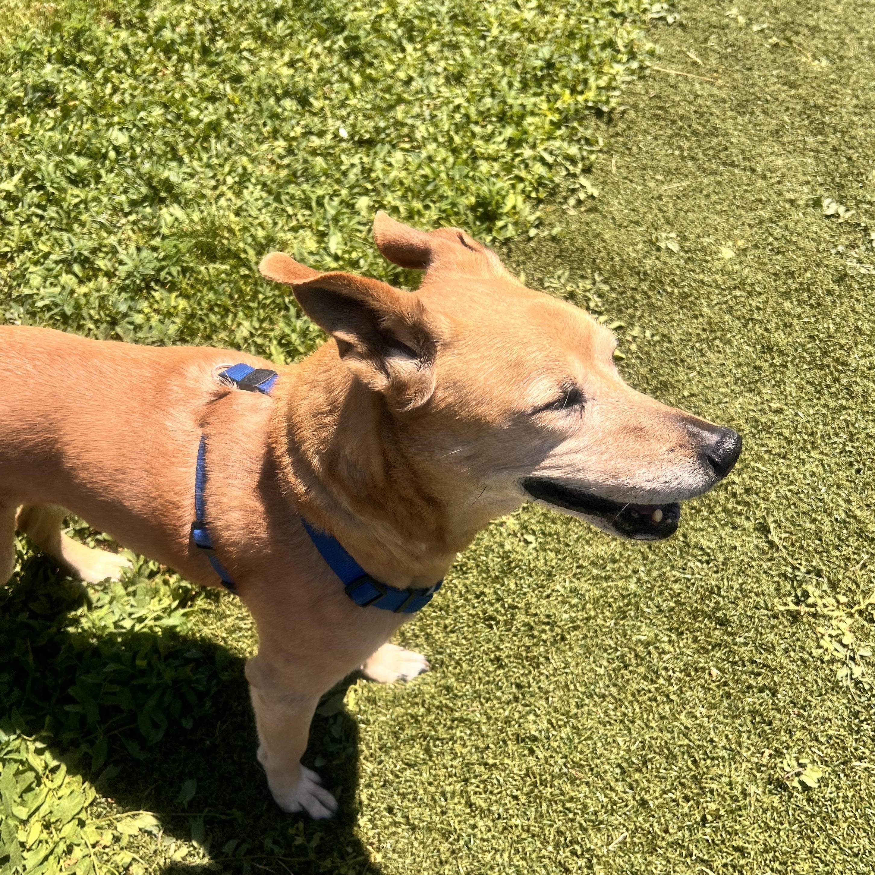 Enlarge Lyla, a ADOPTABLE mixed breed in Loveland, CO image 5/6
