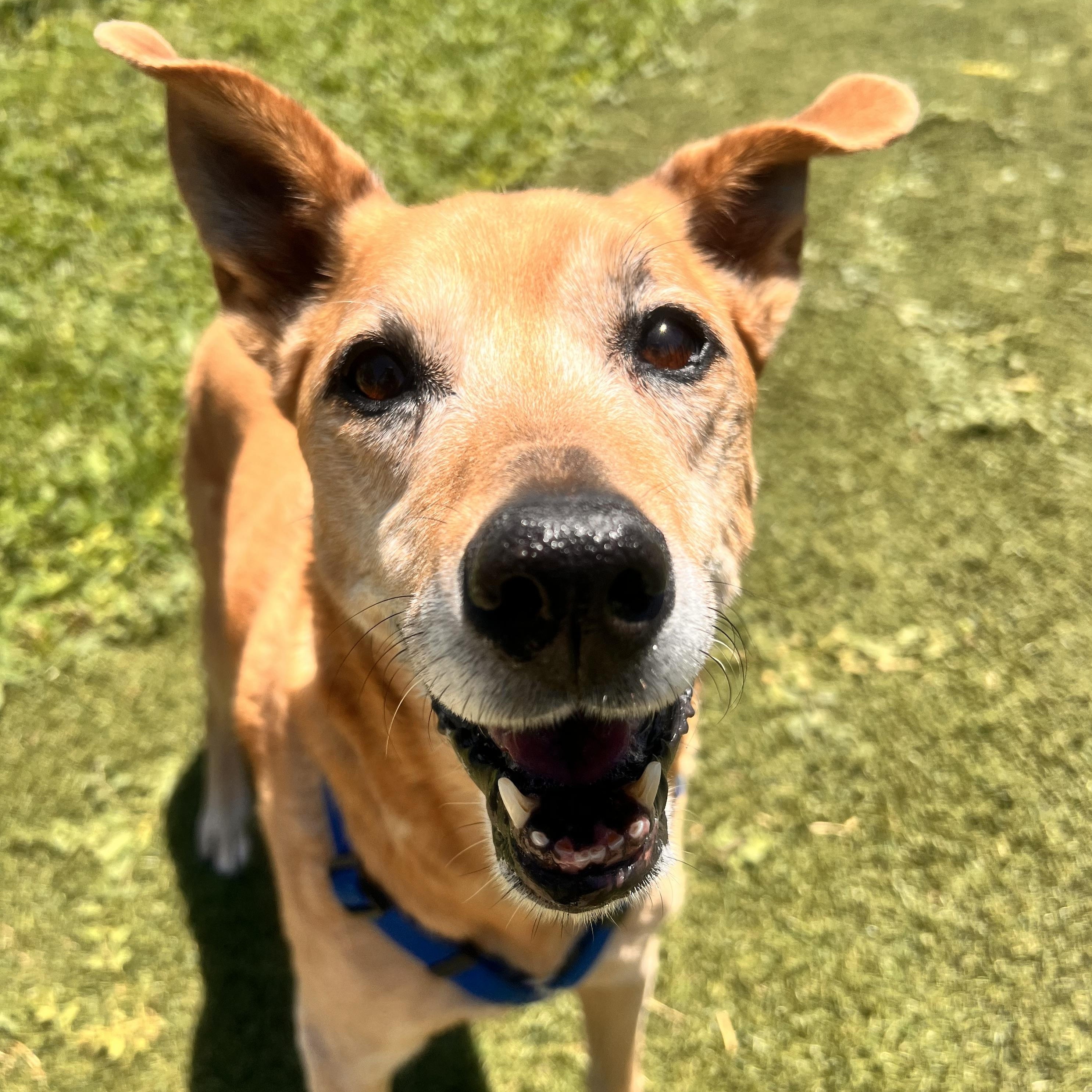 Enlarge Lyla, a ADOPTABLE mixed breed in Loveland, CO image 3/6
