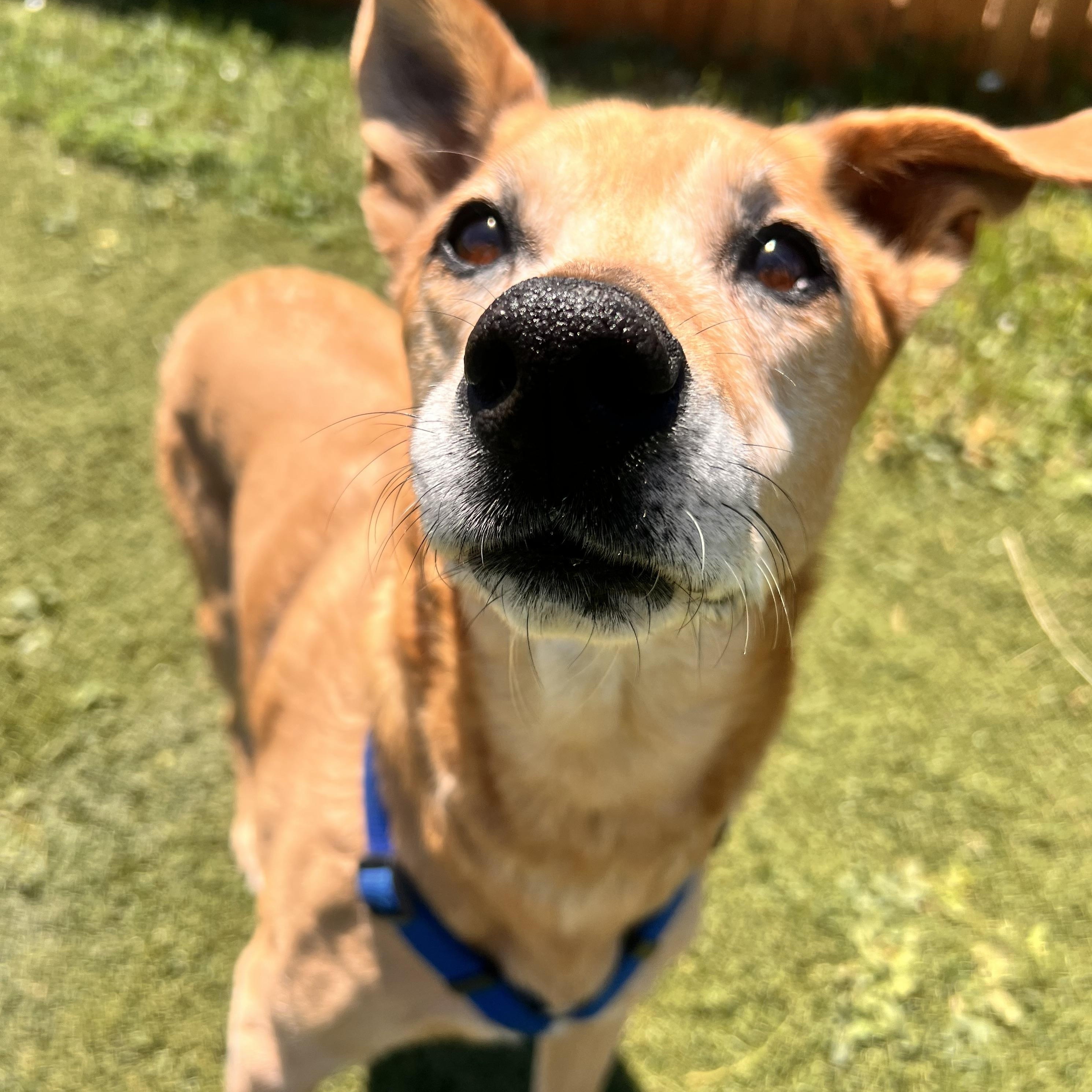 Enlarge Lyla, a ADOPTABLE mixed breed in Loveland, CO image 4/6