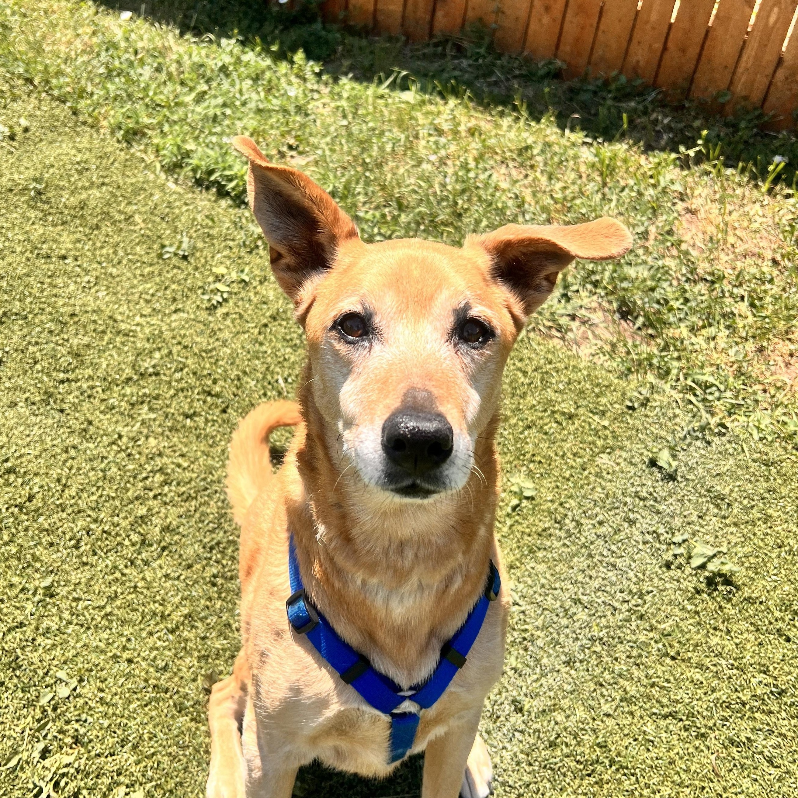 Enlarge Lyla, a ADOPTABLE mixed breed in Loveland, CO image 6/6