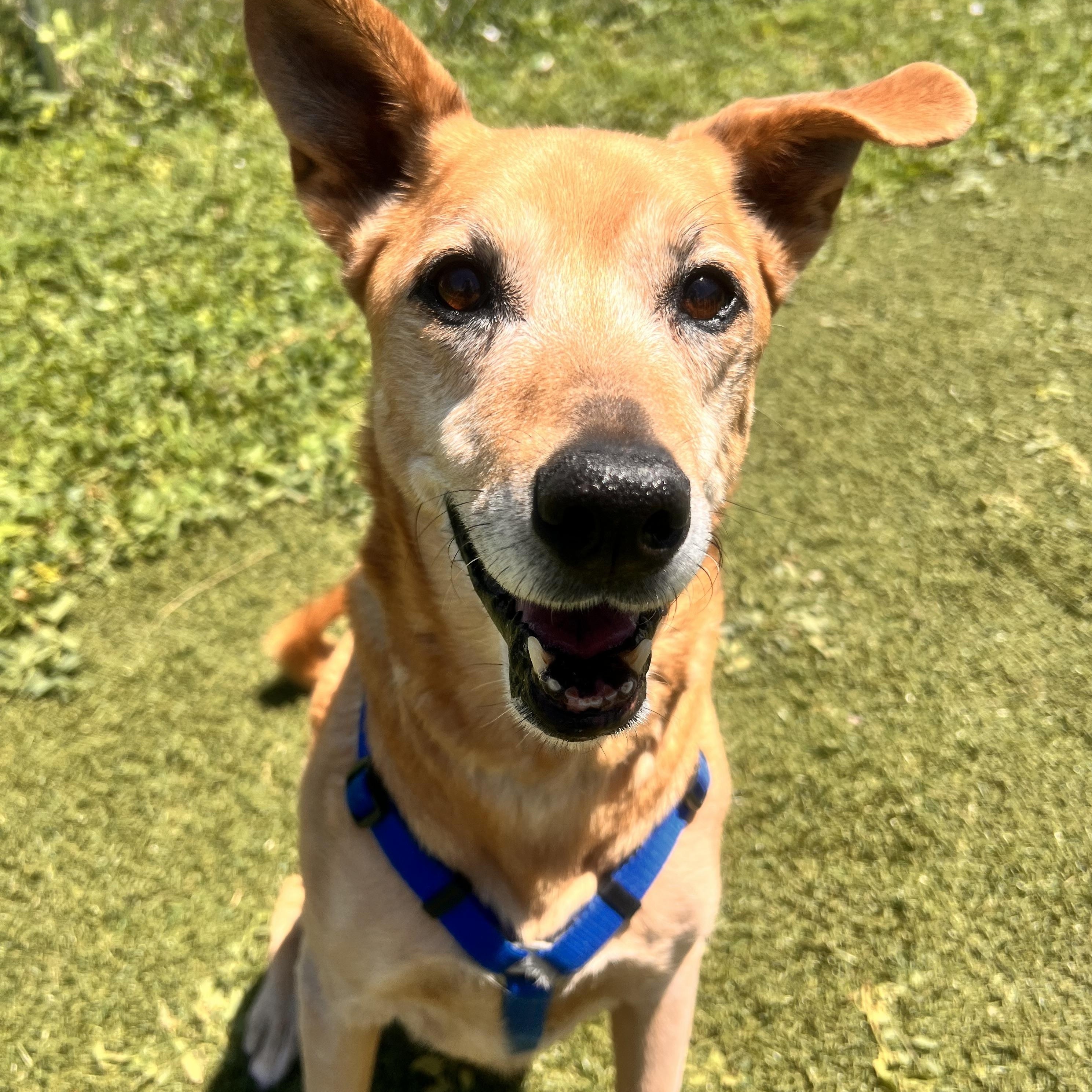 Enlarge Lyla, a ADOPTABLE mixed breed in Loveland, CO image 1/6