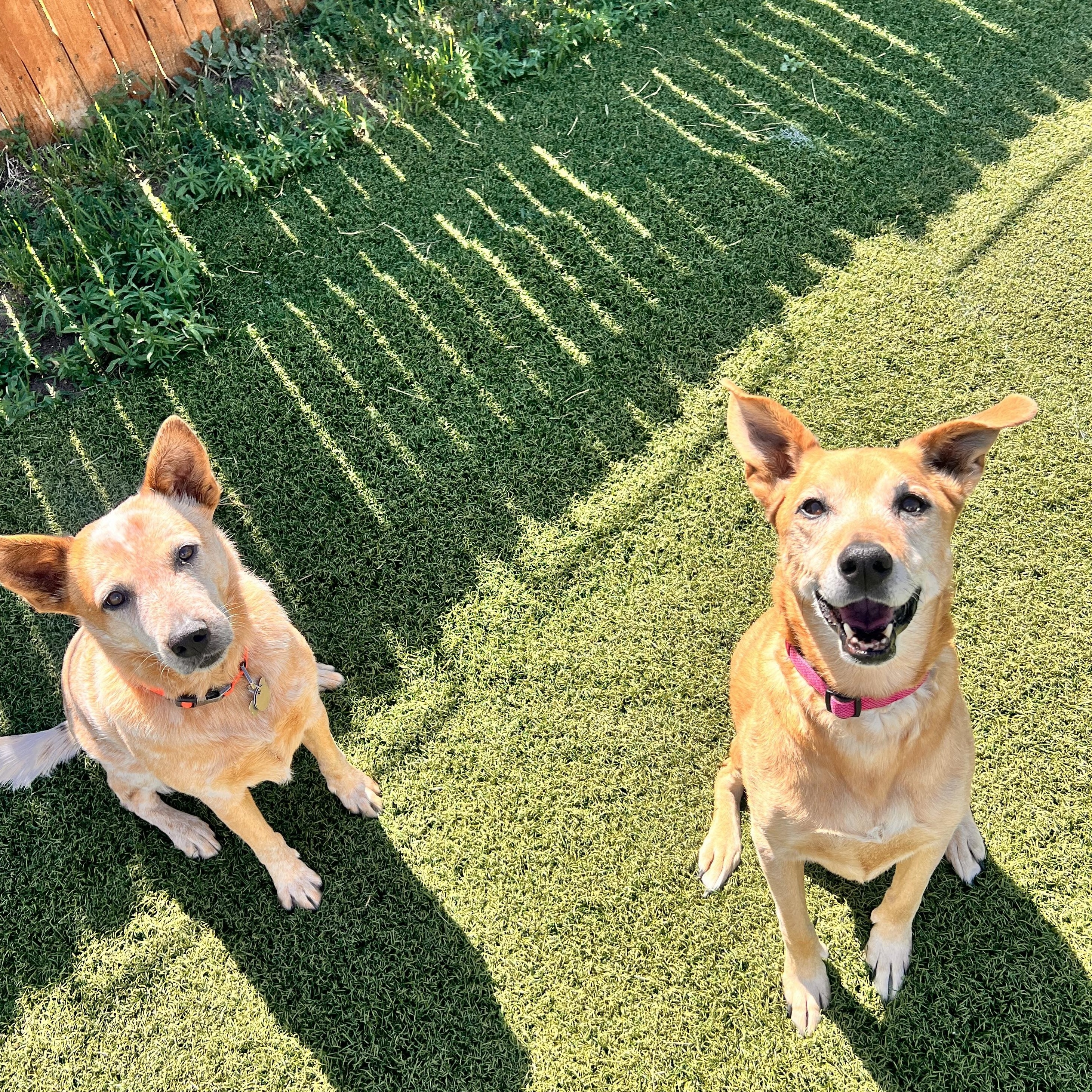 Enlarge Lyla, a ADOPTABLE mixed breed in Loveland, CO image 2/6