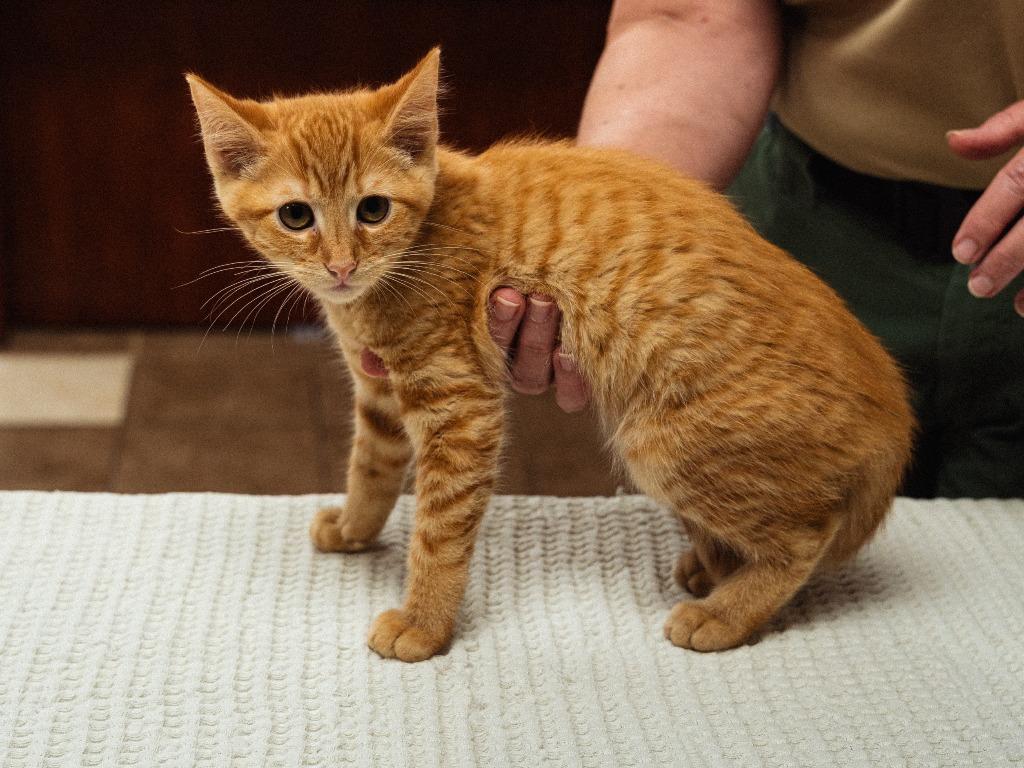 Sabine(blue), Adoptable, Kitten Female Domestic Short Hair.