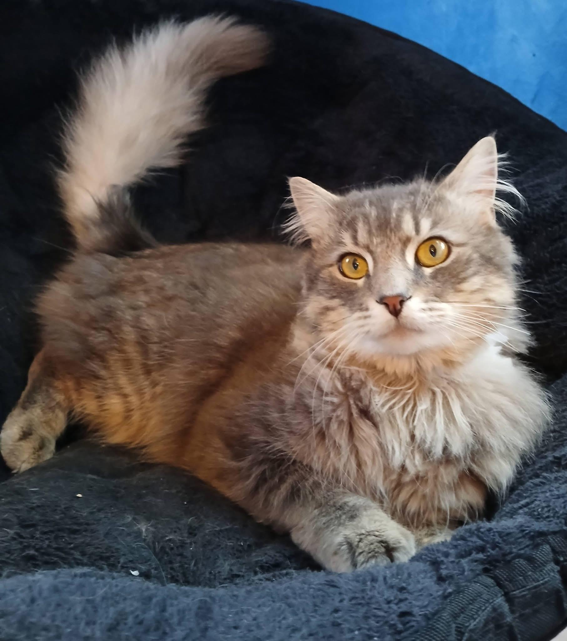 Grayson Goose , ADOPTABLE, Young Male Domestic Long Hair.