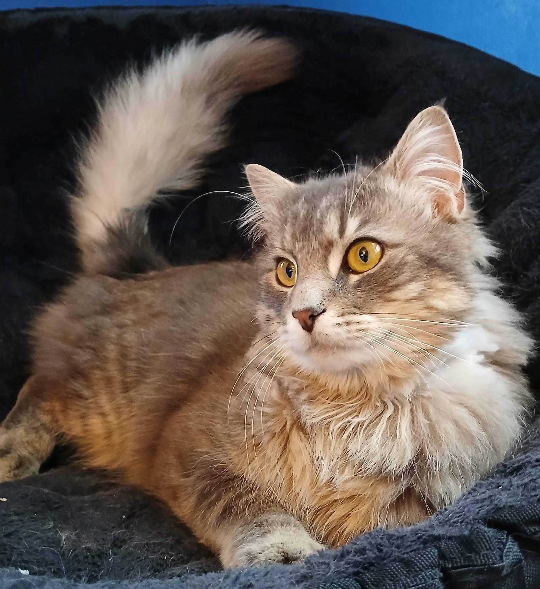 Grayson Goose , a ADOPTABLE Domestic Long Hair in Enfield, CT image 2/2