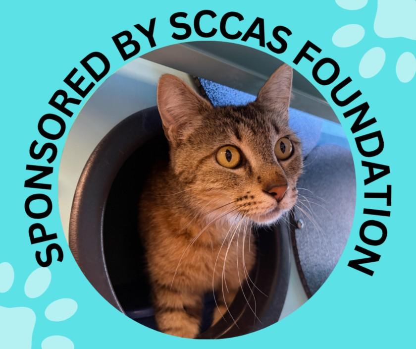 ROSALITA*, Adoptable, Young Female Domestic Short Hair.