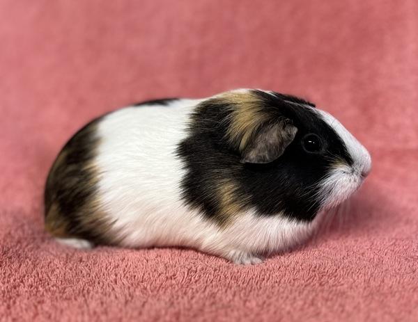 Callie, Adoptable, Adult Female Guinea Pig.