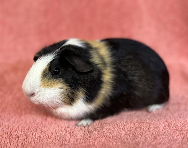 Enlarge Callie, a Adoptable mixed breed in Monterey, CA image 2/2