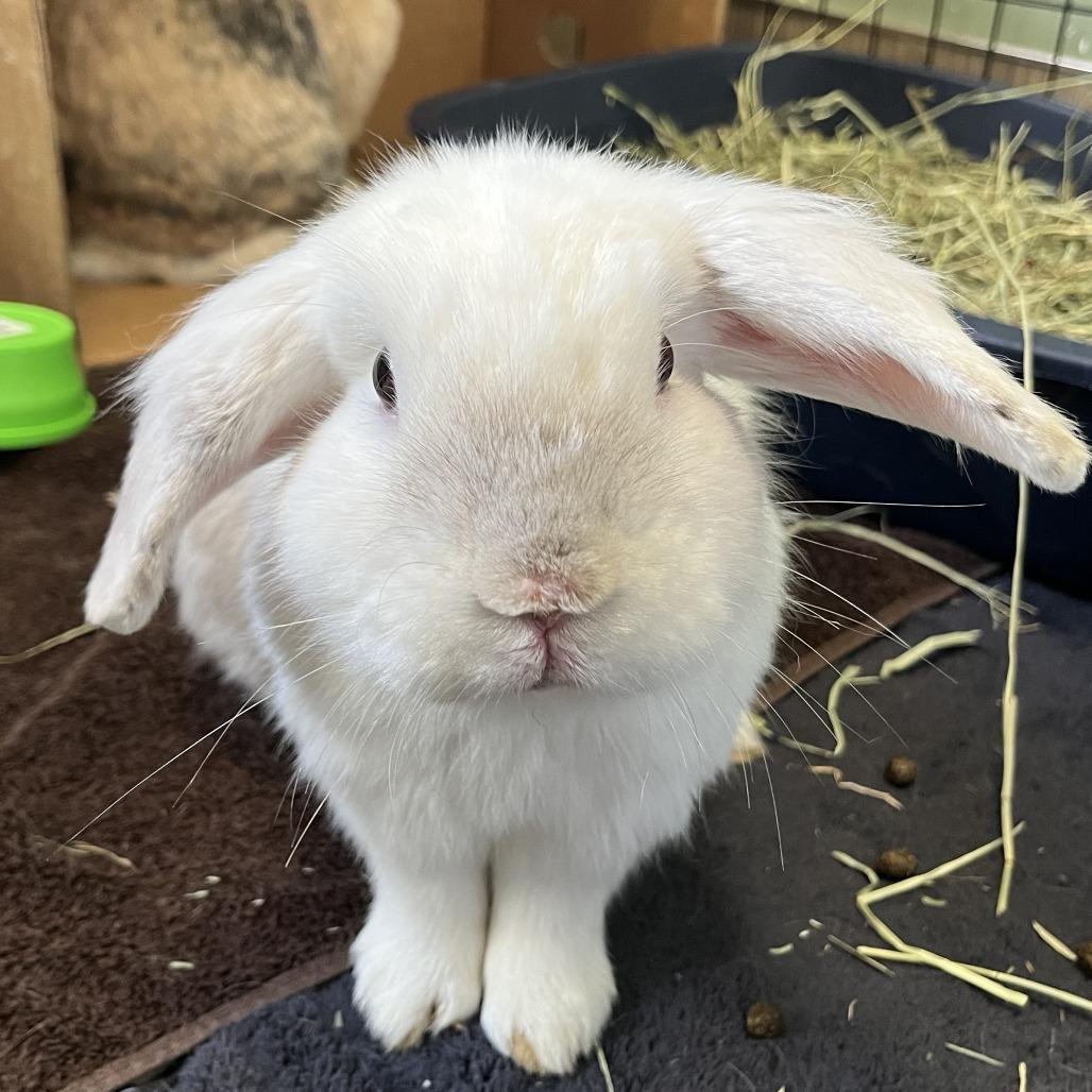 Gene, Adoptable, Adult Male Mini Lop & American.