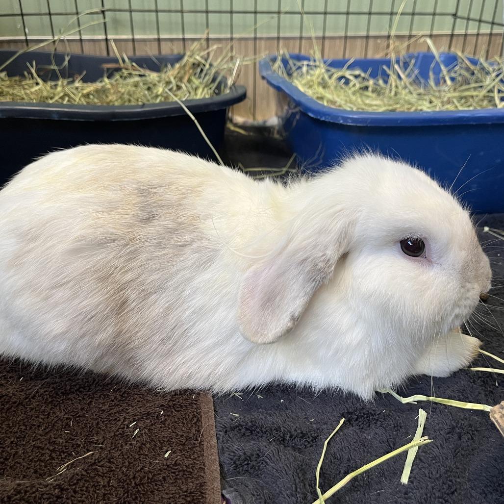 Enlarge Gene, a Adoptable mixed breed in Bedford, NH image 2/3