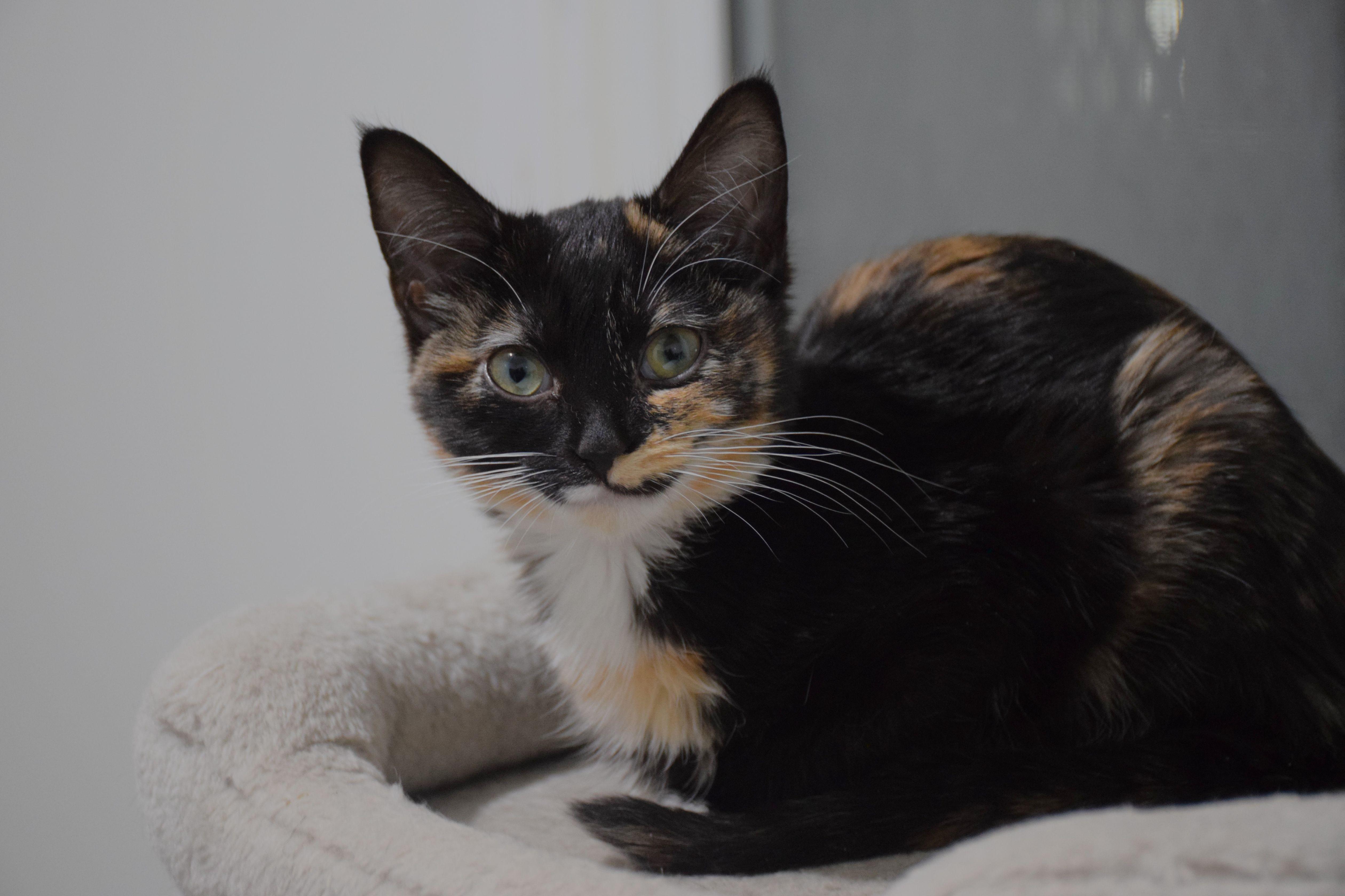 Enlarge Vixen, a ADOPTABLE Calico in Claresholm, AB image 1/2