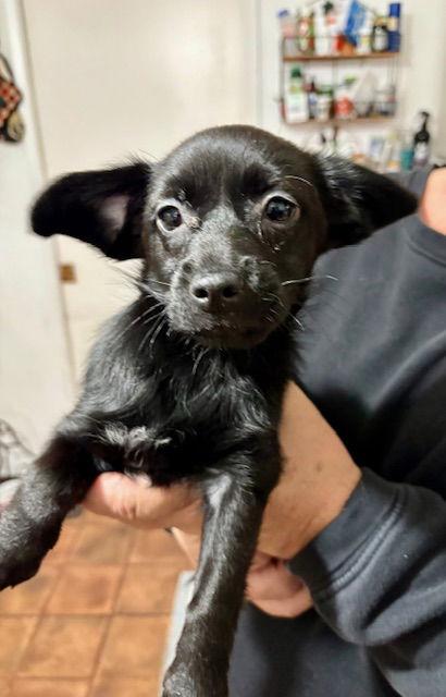 Pepper, a Adopted mixed breed in Mesa, AZ image 2/3