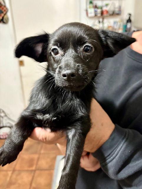 Pepper, a Adopted mixed breed in Mesa, AZ image 3/3