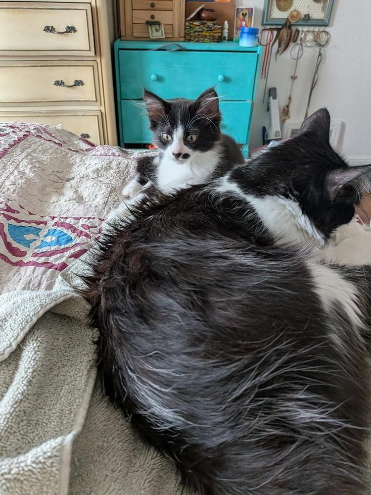 Ox, Adoptable, Kitten Male Domestic Long Hair & Extra-Toes Cat / Hemingway Polydactyl.