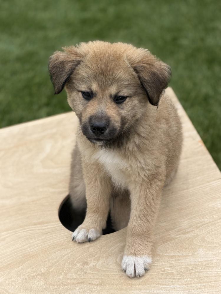 Stormy, Adoptable, Puppy Male Shepherd & Mixed Breed.