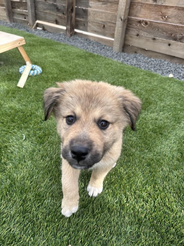 Enlarge Stormy, a Adoptable mixed breed in Denver, CO image 2/4