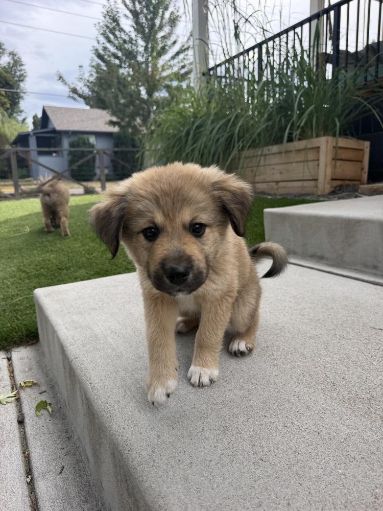 Enlarge Stormy, a Adoptable mixed breed in Denver, CO image 4/4