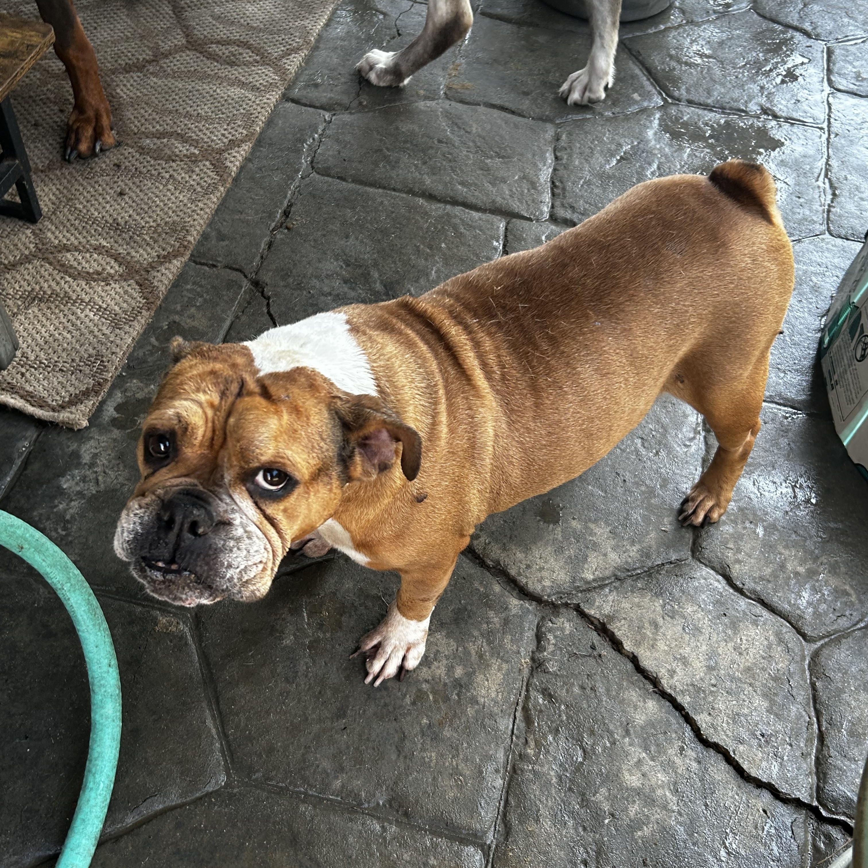 Madam Wrinkles, Adult Female unknown