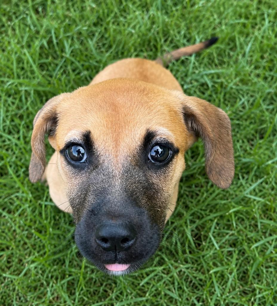 Enlarge Gretchen, a Adoptable mixed breed in Princeton, MA image 1/6