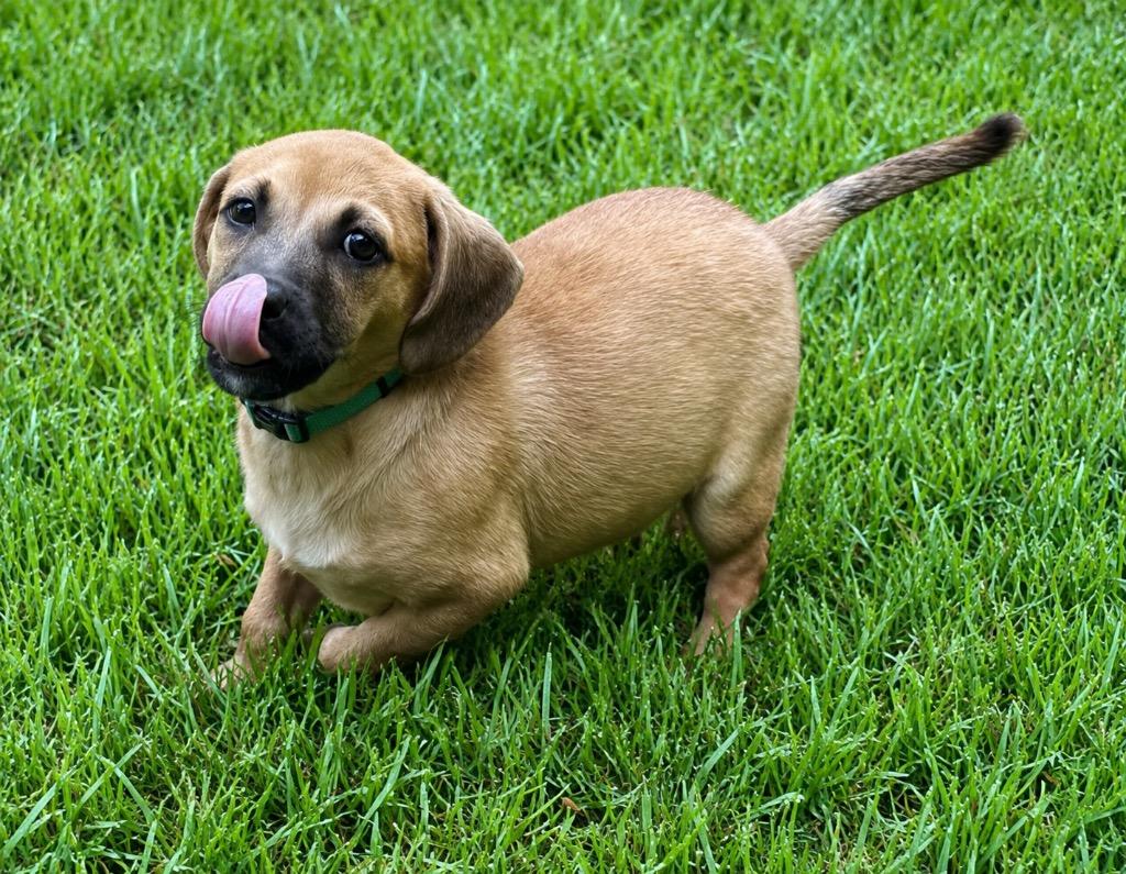 Enlarge Gretchen, a Adoptable mixed breed in Princeton, MA image 2/6